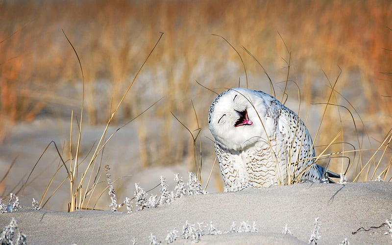 New York Jones Beach Snowy Owl 2020 Bing, HD wallpaper