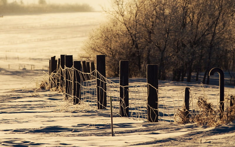 Winter Fields, fence, snow, wire, trees, landscape, HD wallpaper
