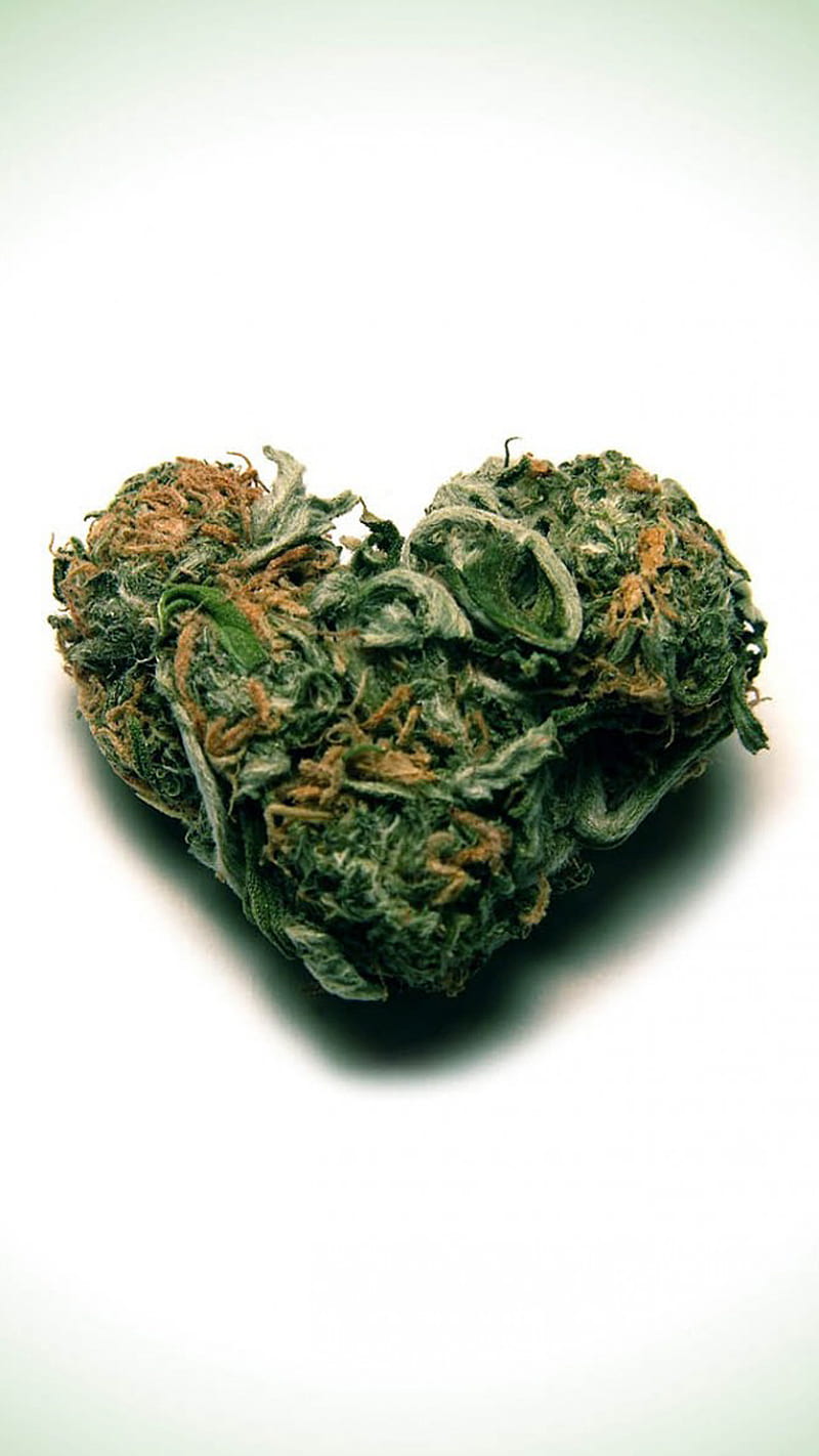 Premium Photo  Marijuana flower bud background medical cannabis