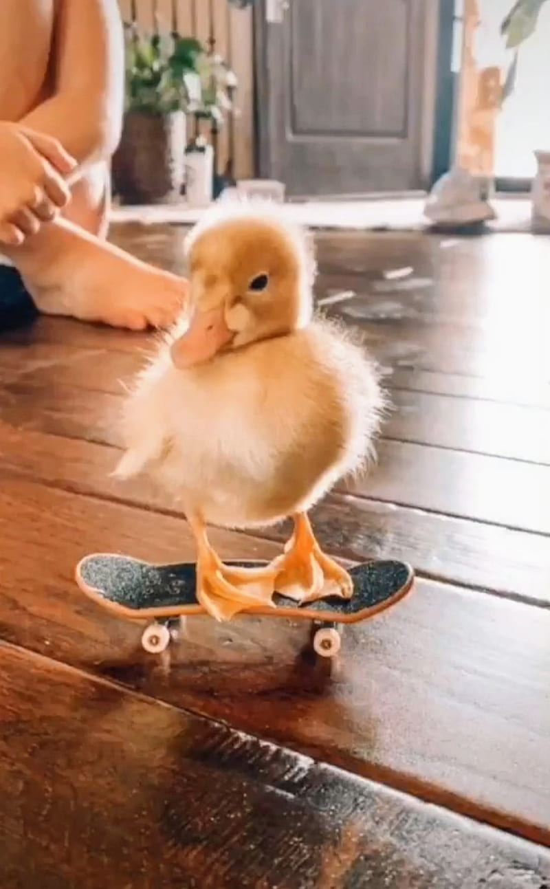 Skater duck, duck, funnyduck, professionalskater, skate, skater, HD phone wallpaper