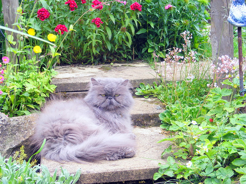 Blossom in our flower garden!!, blossom, london pride, poppies, steps stone, flowers, cat, HD wallpaper