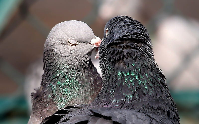 Doves kissing, black, valentine, kiss, animal, cute, green, bird, love, gris, day, dove, couple, HD wallpaper