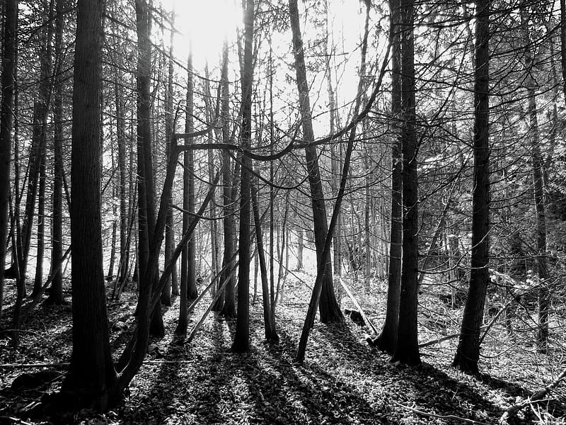 BW Forest, trees, dark, quiet, alone, deep, HD wallpaper