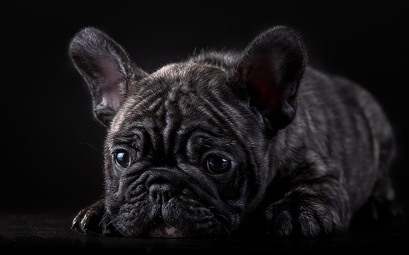 french bulldog, sad dog, close-up, dogs, puppy, black french bulldog, pets, cute animals, bulldogs, HD wallpaper