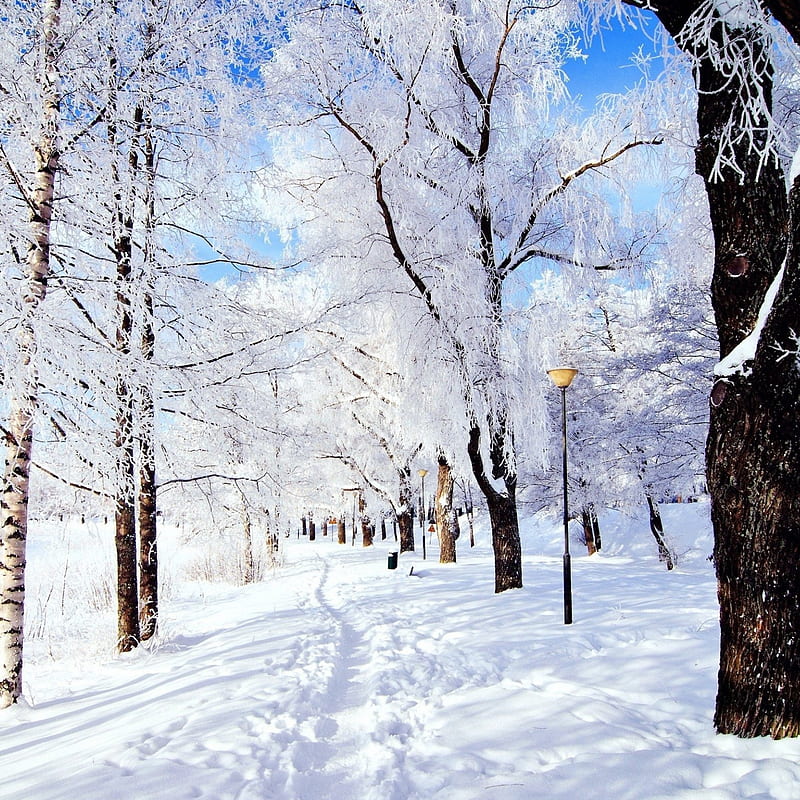 Winter Path, ice, nature, snow, winter, HD phone wallpaper