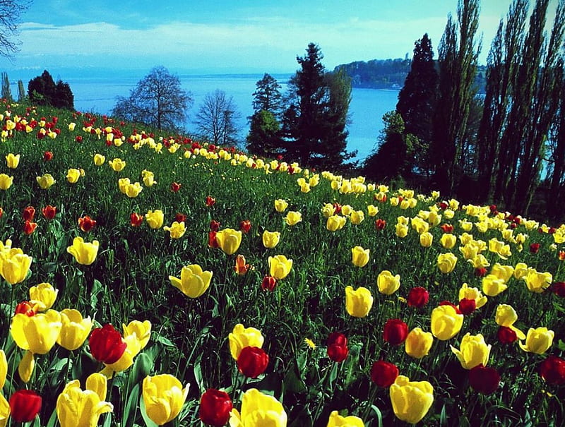 Field of tulips-Island of Mainau-Germany, nature, tulips, island, field, HD wallpaper