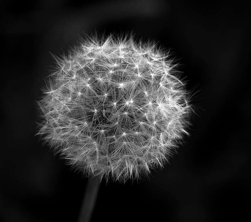 blowball, black, flower, garden, white, HD wallpaper