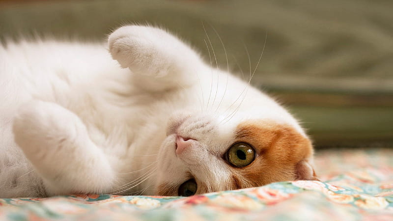 Brown And White Cat Is Lying On Bed Animals, HD wallpaper