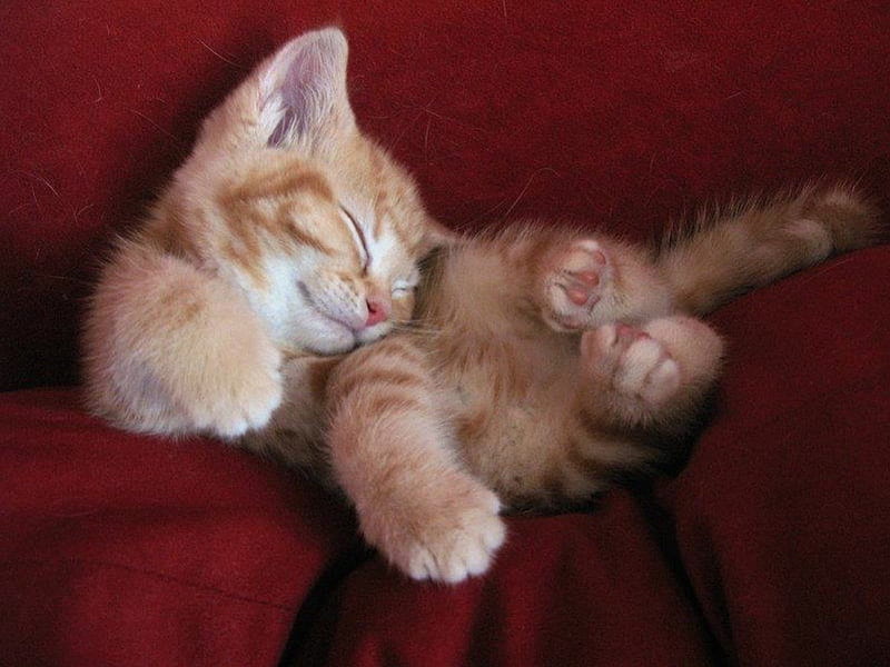 Sweet Baby Kitten Sound Asleep, sleep, orange, kitty, tabby, adorable, cat, curled, baby, sweet, cute, paws, toes, darling, HD wallpaper