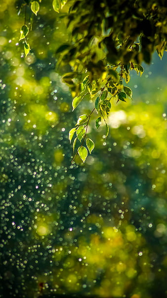 Rain, drops, leaves, rain drops, raindrops, HD phone wallpaper | Peakpx