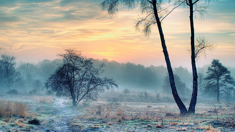 winter in siberia r, r, winte, trees, mist, HD wallpaper
