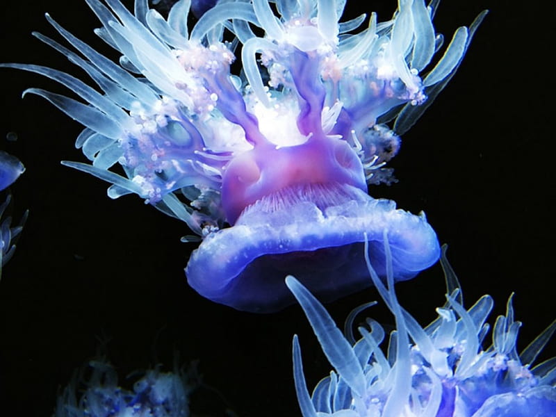 Brightly-Colored Neon Jellyfish, sea life, underwater, nature, jellyfish, HD wallpaper