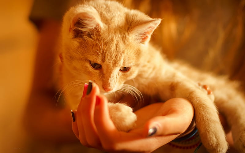 ginger cat, home pet, hands, cute animals, furry cat, Red-headed cat, HD wallpaper