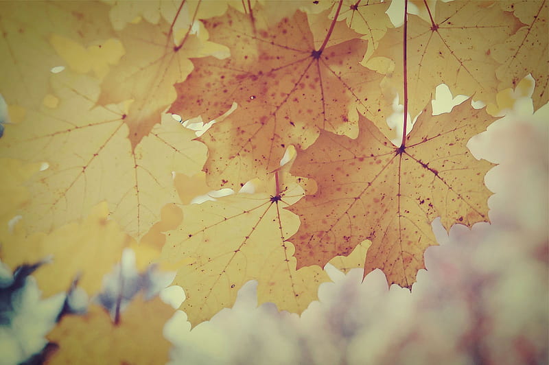 Hojas de otoño vintage, otoño, hojas, hermoso, vintage, Fondo de pantalla  HD | Peakpx