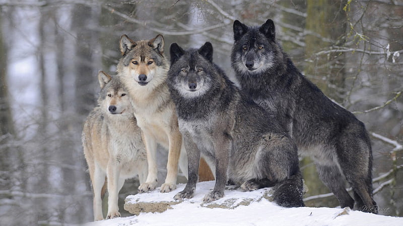 Timber Wolves of Canada, forest, snowing, snow, wild, wolf, wolves, winter, HD wallpaper