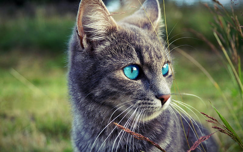 Ojos Azules Cat, blur, blue eyes, cats, close-up, pets, domestic cats, Ojos Azules, HD wallpaper