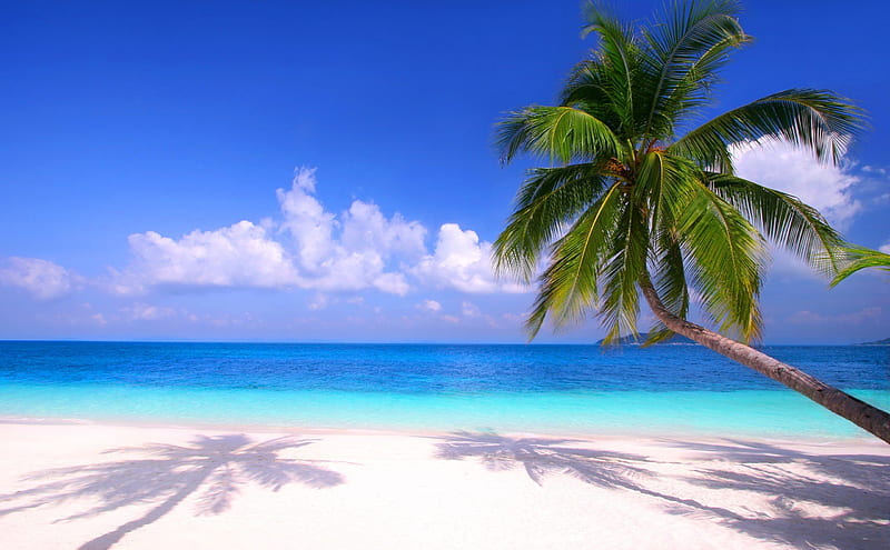 Tropical Beach, isle, shore, sun, palm, clouds, sea, beach, tropic, SkyPhoenixX1, vacation, holiday, ocean, waves, sky, trees, summer, sunshine, island, nature, tropical, coast, HD wallpaper