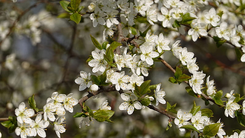 Flor blanca cerezo flores de primavera ramas de árboles flores, Fondo de  pantalla HD | Peakpx
