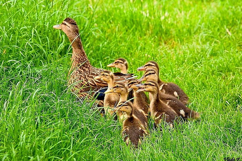 All your ducks in a row, family, grass, ducks, birds, walk, chicks, mother, HD wallpaper
