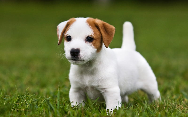 Jack Russell Terrier Dog Puppy Pets Dogs Cute Animals Lawn Jack