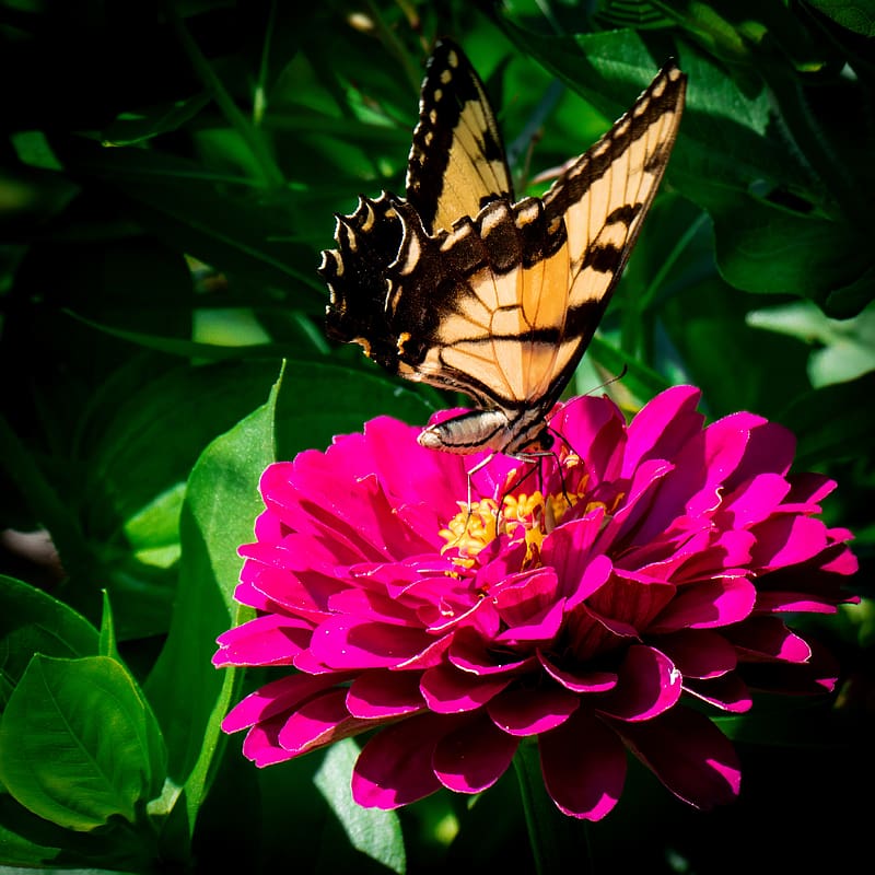 zinnia, papilio glaucus, butterfly, macro, petals, HD phone wallpaper