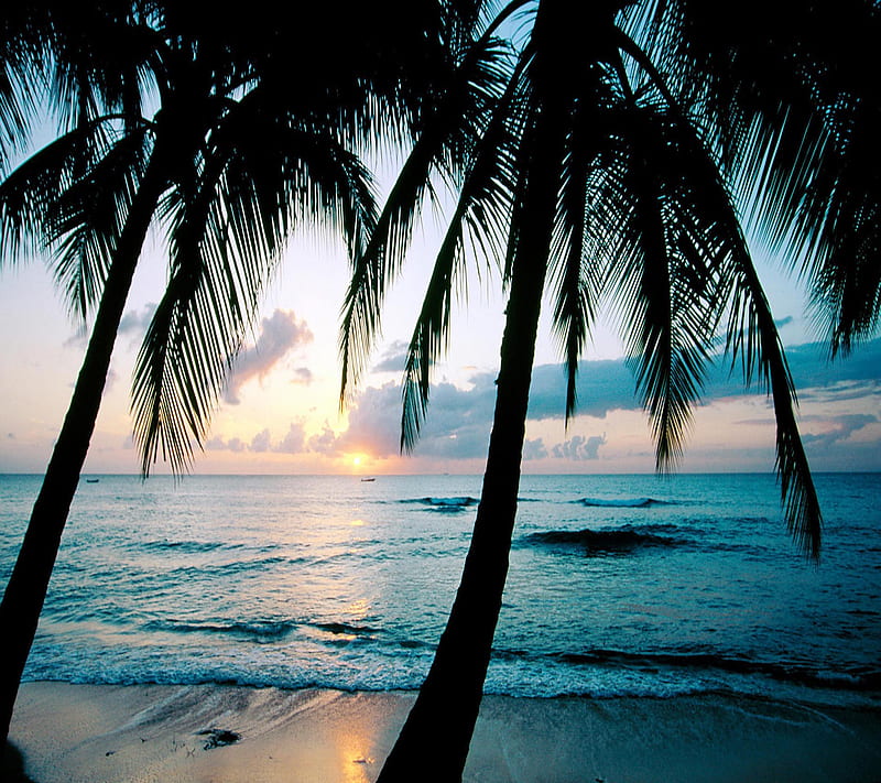 Ocean Sunset Trees, bonito, cute, look, nice, HD wallpaper | Peakpx