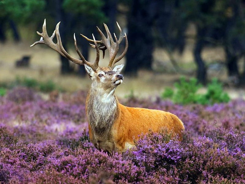 Spring call, antlers, wild, flowers, beauty, spring, field, deer, HD wallpaper