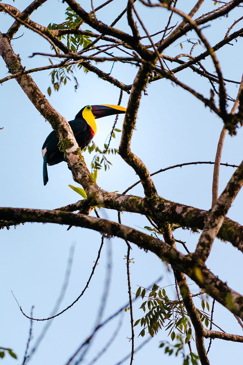 toucan, bird, branch, animal, HD phone wallpaper