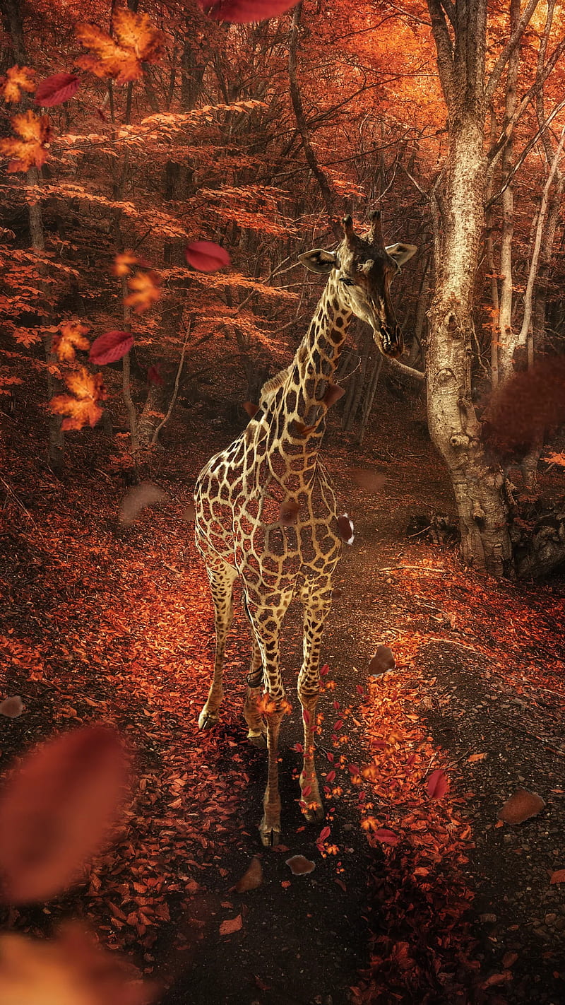 Giraffe, forest, trees, leaves, animal, HD phone wallpaper