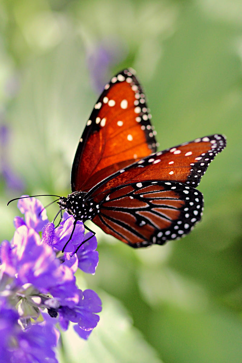 butterfly, wings, flower, pattern, HD phone wallpaper
