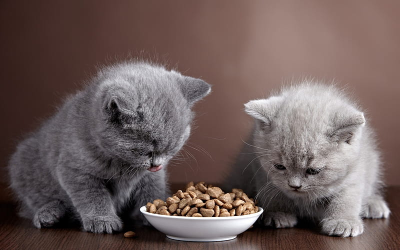 British Shorthair Cat, kittens, breakfast, domestic cat, cats, cute animals, British Shorthair, HD wallpaper