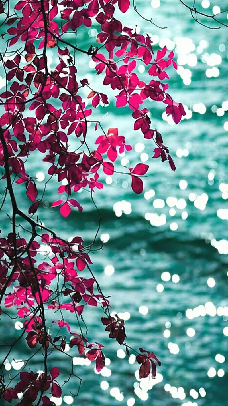 Beautiful leaves, flowers, nath, red, HD phone wallpaper | Peakpx