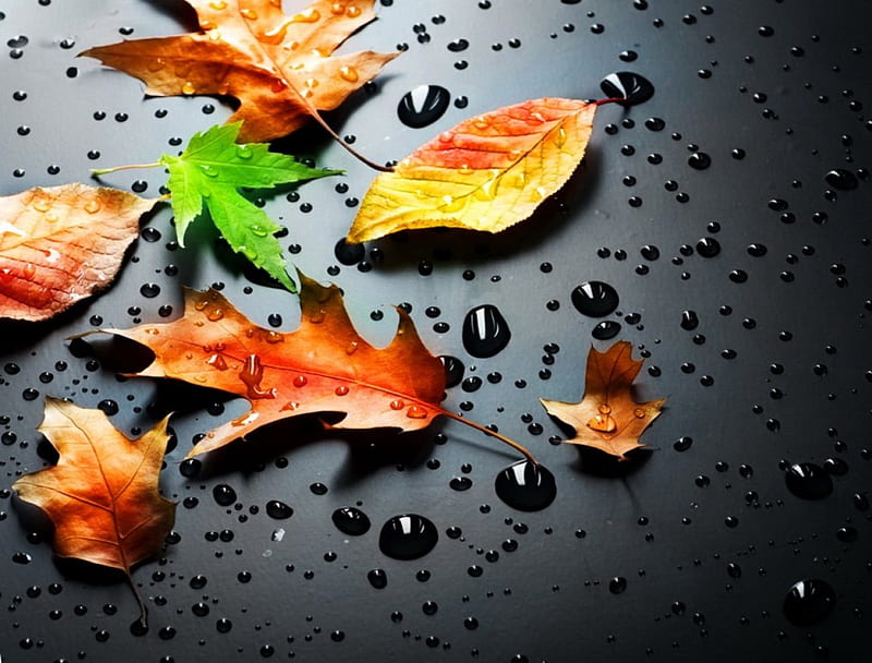 Autumn leaves, pretty, colorful, fall, wet, autumn, lovely, falling,  background, HD wallpaper | Peakpx