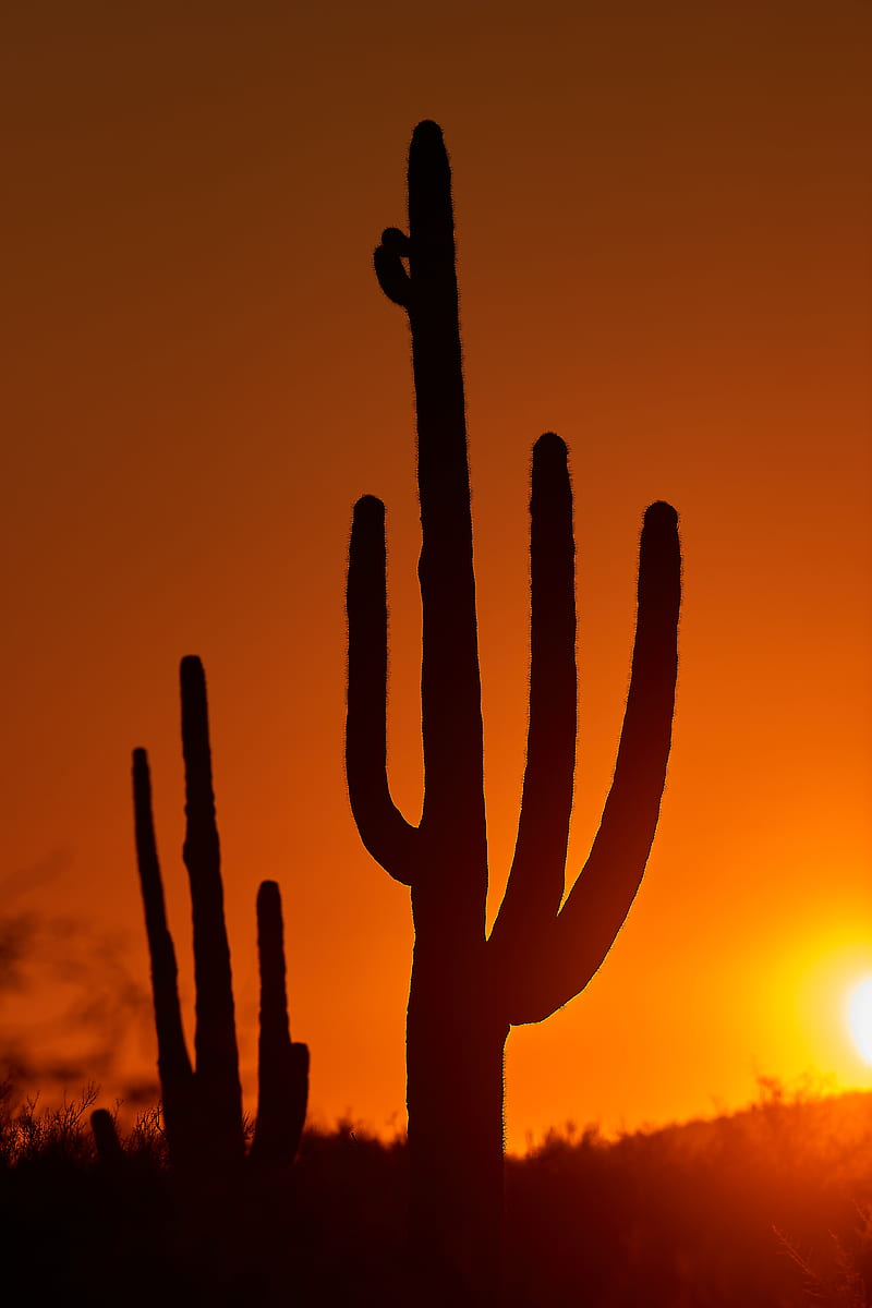 cacti, sunset, dusk, dark, HD phone wallpaper