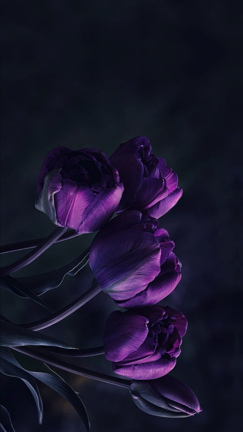 Tulips, dark, flowers, purple, HD phone wallpaper