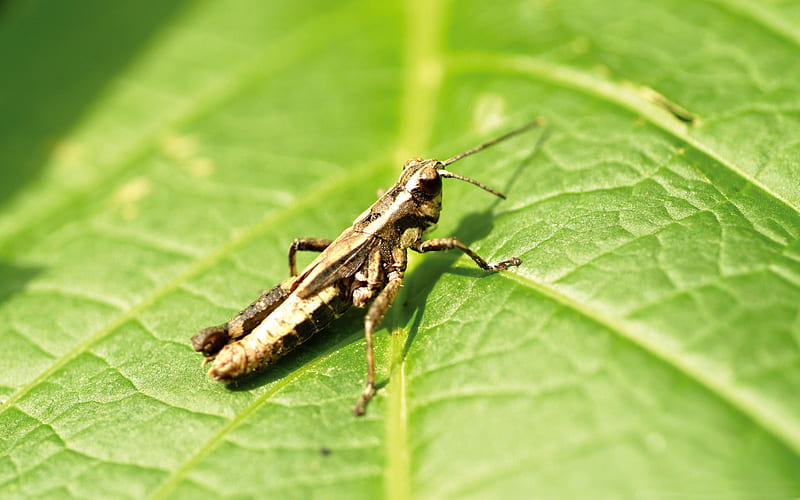 grasshopper on leaf-small animal, HD wallpaper