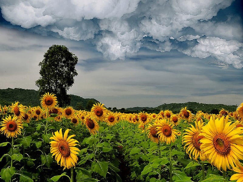 Beautiful Sunflowers, sunflowers, flowers, nature, fields, sky, storm, HD wallpaper