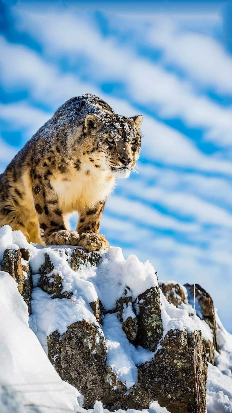 Leopard, snow, HD phone wallpaper