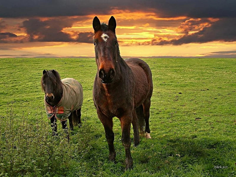 horses and poney, sunset, grass, horses, poney, HD wallpaper