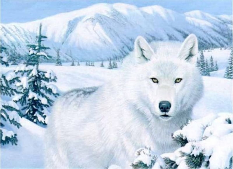 White Wolf, wolf, white, snow, cold, HD wallpaper