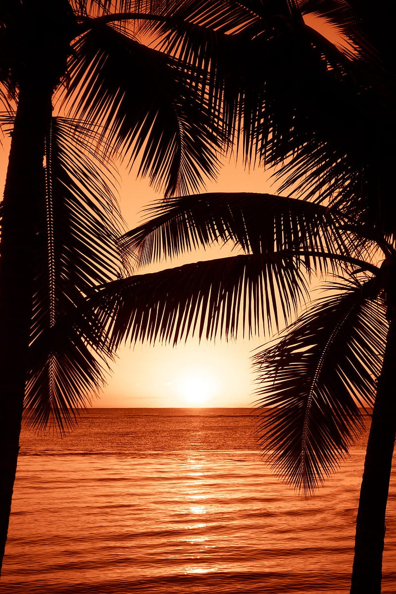 Palmtrees, sunset, beach, sunsets, trees, palms, beaches, HD phone wallpaper