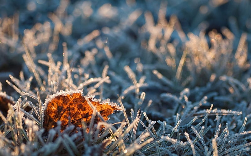 Frozen leaf in the grass, fall, autumn, grass, seasons, frosty, graphy, leaves, close-up, frost, frosted, abstract, winter, leaf, macro, garden, frozen, field, HD wallpaper