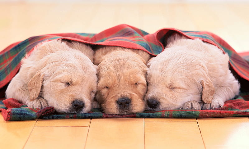 Sleeping Dogs, cool, sleeping, picturs, dogs, HD wallpaper