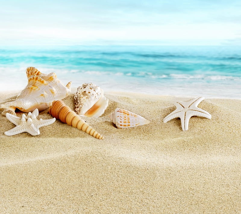 Shells on a Beach, seashells, beach, sand, summer, sea, HD wallpaper