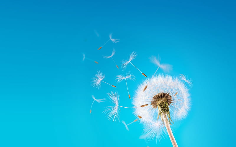 Dandelion, seeds, summer, sky, white, blue, HD wallpaper