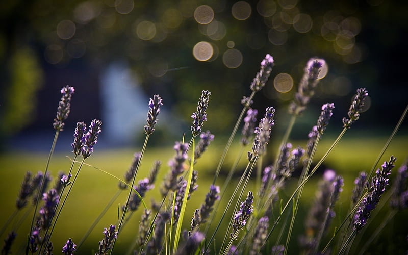 Lavender, grass, trees, fragrance, blossom, bokeh, purple, flower, nature, meadow, HD wallpaper