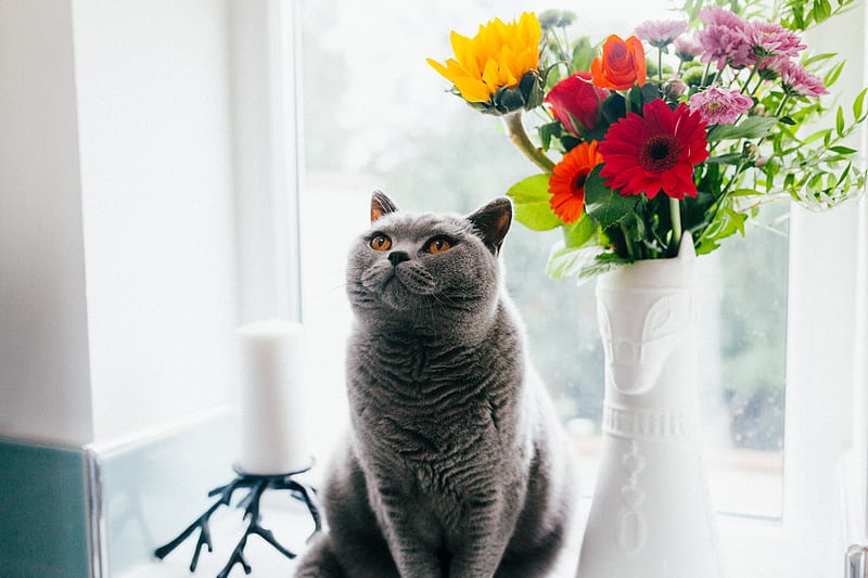 Russian blue cat standing near ceramic vase with artificial flowers, HD wallpaper