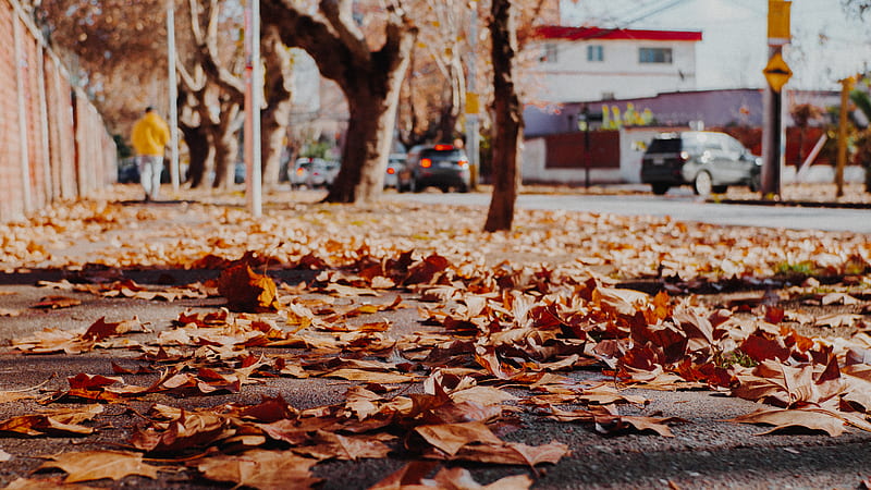 brown leaves on pavement near trees, HD wallpaper