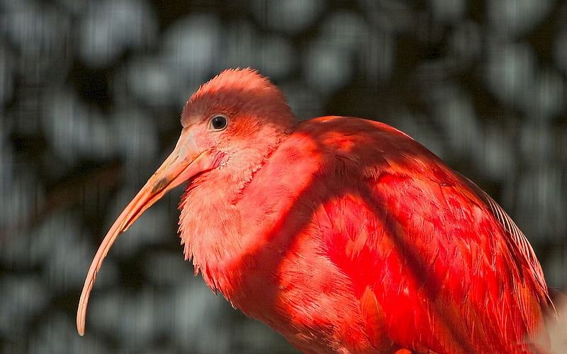 red flamingo-Birds high-definition, HD wallpaper