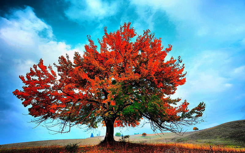 LONELY FALL TREE, fall, tree, single, field, HD wallpaper